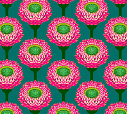 Iconic - Strawflower In Bursting