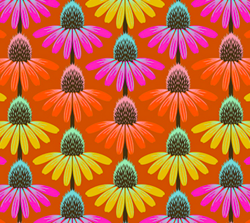 Perennial Borders - Echinacea Orange