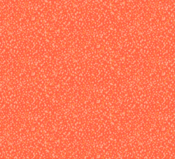 Freckles Coral