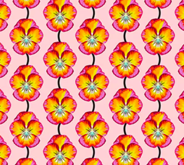 Iconic - Pansy in Flame